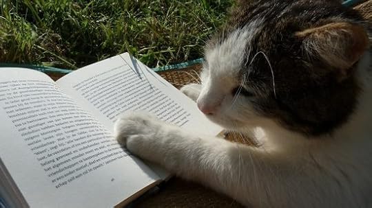summer-reading-cat-lovers