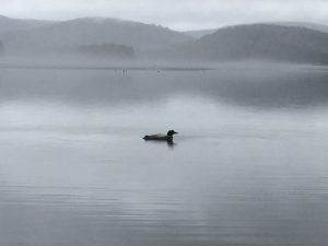 Long Pond loon