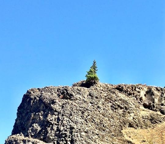 tree in rock