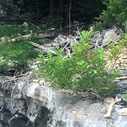 plant growing from rock