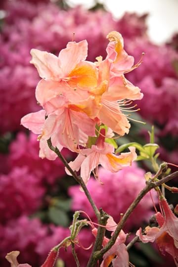 Rhododendron London Park