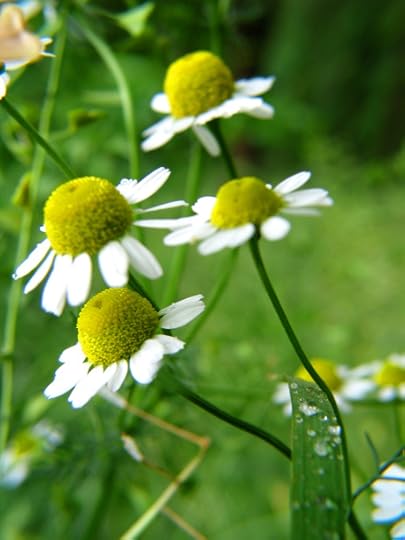 Camomile