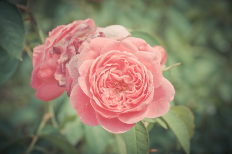 Damask rose