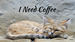 coffee kitty