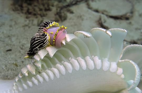 Armina nudibranch eats Opera House 2016_8972-cm1