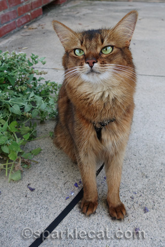 somali cat sitting by harvested catnip