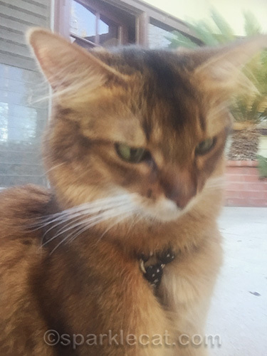 somali cat adjusting iPhone for catnip harvest selfies
