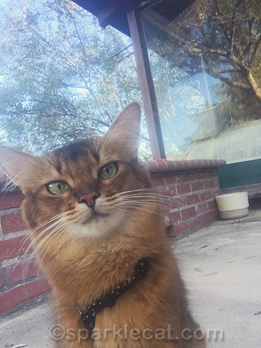 somali cat in poorly framed selfie