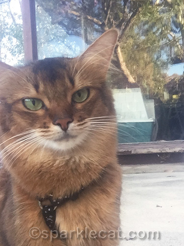 somali cat in off-center selfie