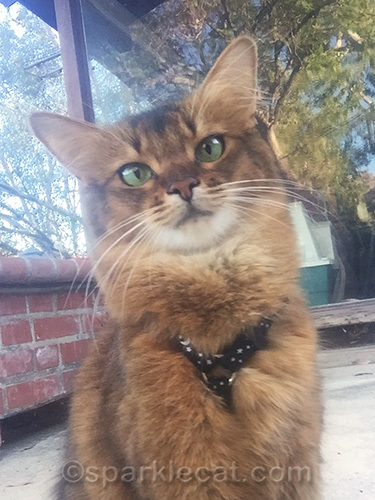 somali cat taking a selfie outside