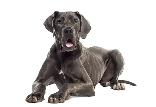 Great Dane puppy