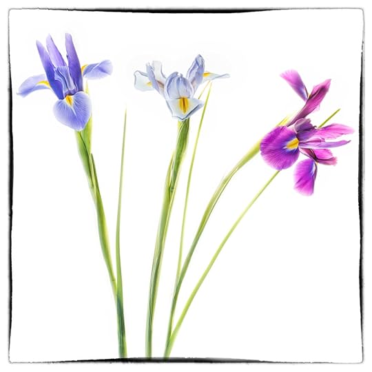 Iris Trilogy © Harold Davis