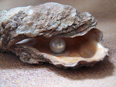 102 irritated oyster-1327311_1280 mortiz320 pixabay