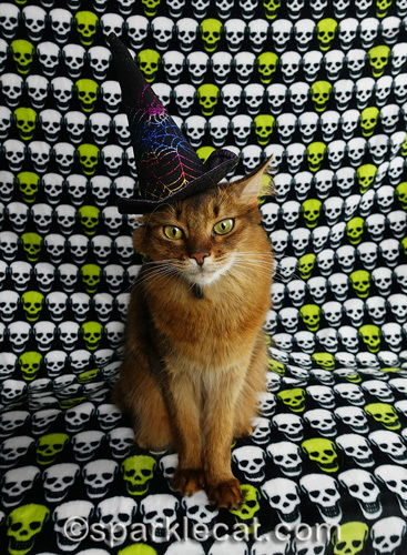 somali cat wearing awful witch hat