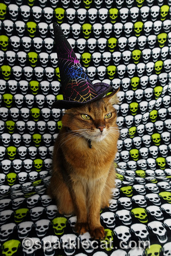 Somali cat not enjoying wearing an ugly witch hat