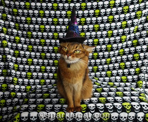 somali cat trying to be good about wearing witch hat