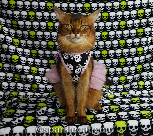 somali cat in pink and black skull dress with skull backdrop