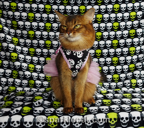 somali cat is annoyed at her human's calendar FAIL photo shoot