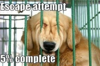 202 Dog