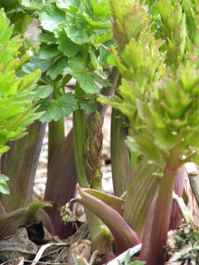 lovage