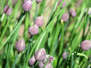 chive blossoms