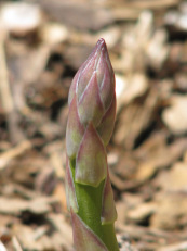 asparagus