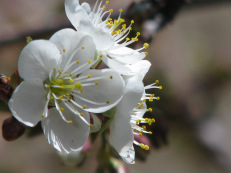 cherry blossoms