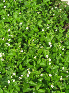 white alpine strawberries