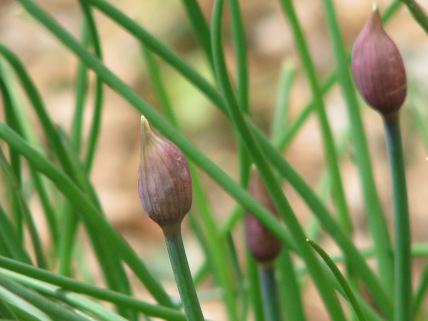 chives_2
