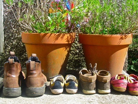Photo: How to choose the best herbs to grow