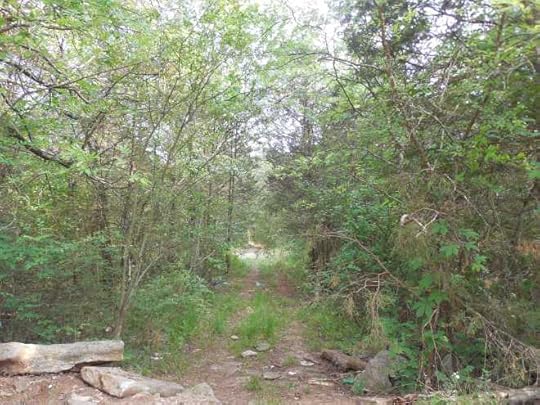 Crazy Freddy's - Narrow Road to Shack Clearing