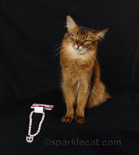 somali cat with cat necklace.