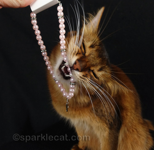 somali cat biting pearls of cat necklace