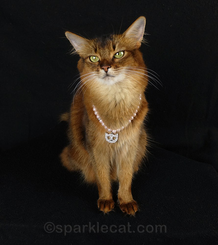 somali cat wearing cat necklace