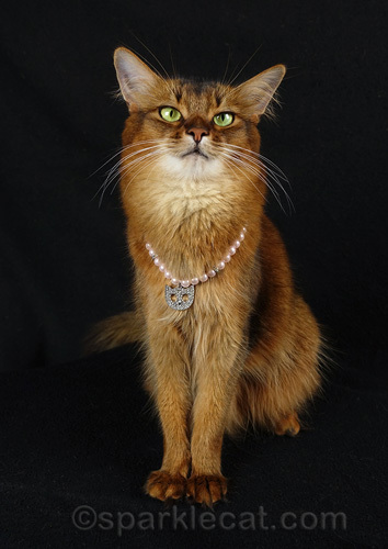 somali cat posing dramatically with cat necklace