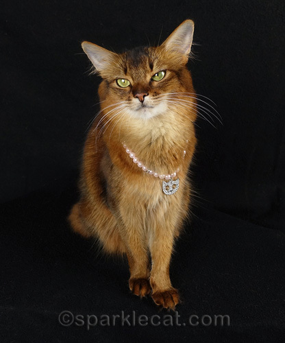 somali cat smiling with cat necklace