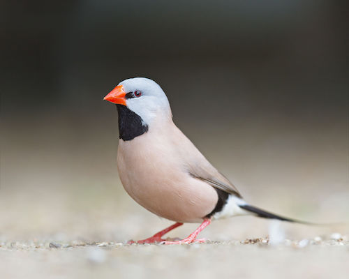Poephila_acuticauda_-_Bird_Walk.jpg