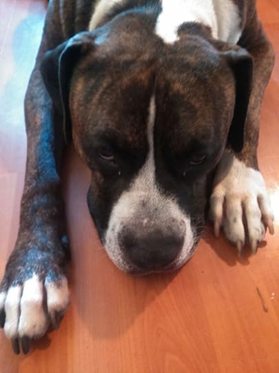 Meet Achilles The Pitbull Service Dog