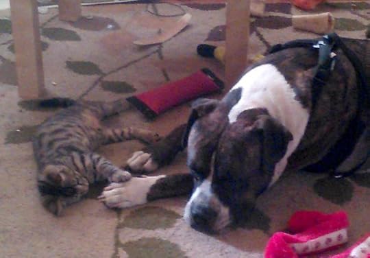 Meet Achilles The Pitbull Service Dog And His Kitten