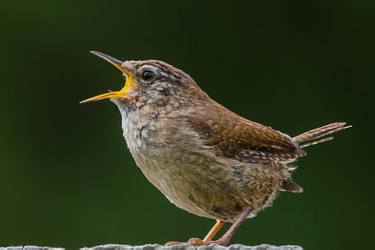 A bird apparently singing full out