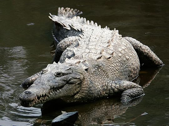 Crocodylus acutus mexico 02-edit1.jpg