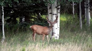 A local in his native habitat