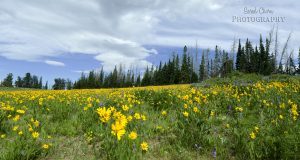 Wildflowers at Cedar Breaks National Monument