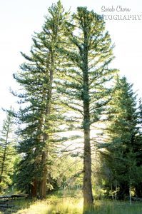On the trail to Aspen Mirror Lake