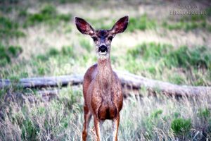 A local in his native habitat
