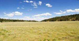 Vanishing Point: A Mountain Meadow