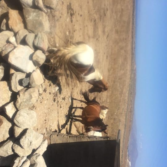 Horses