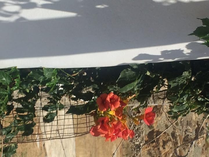 Red bougainvillea