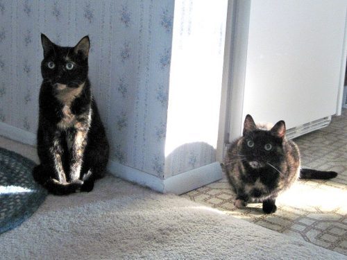 cats-morning-routine