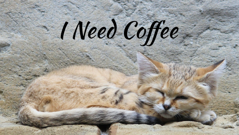 coffee kitty